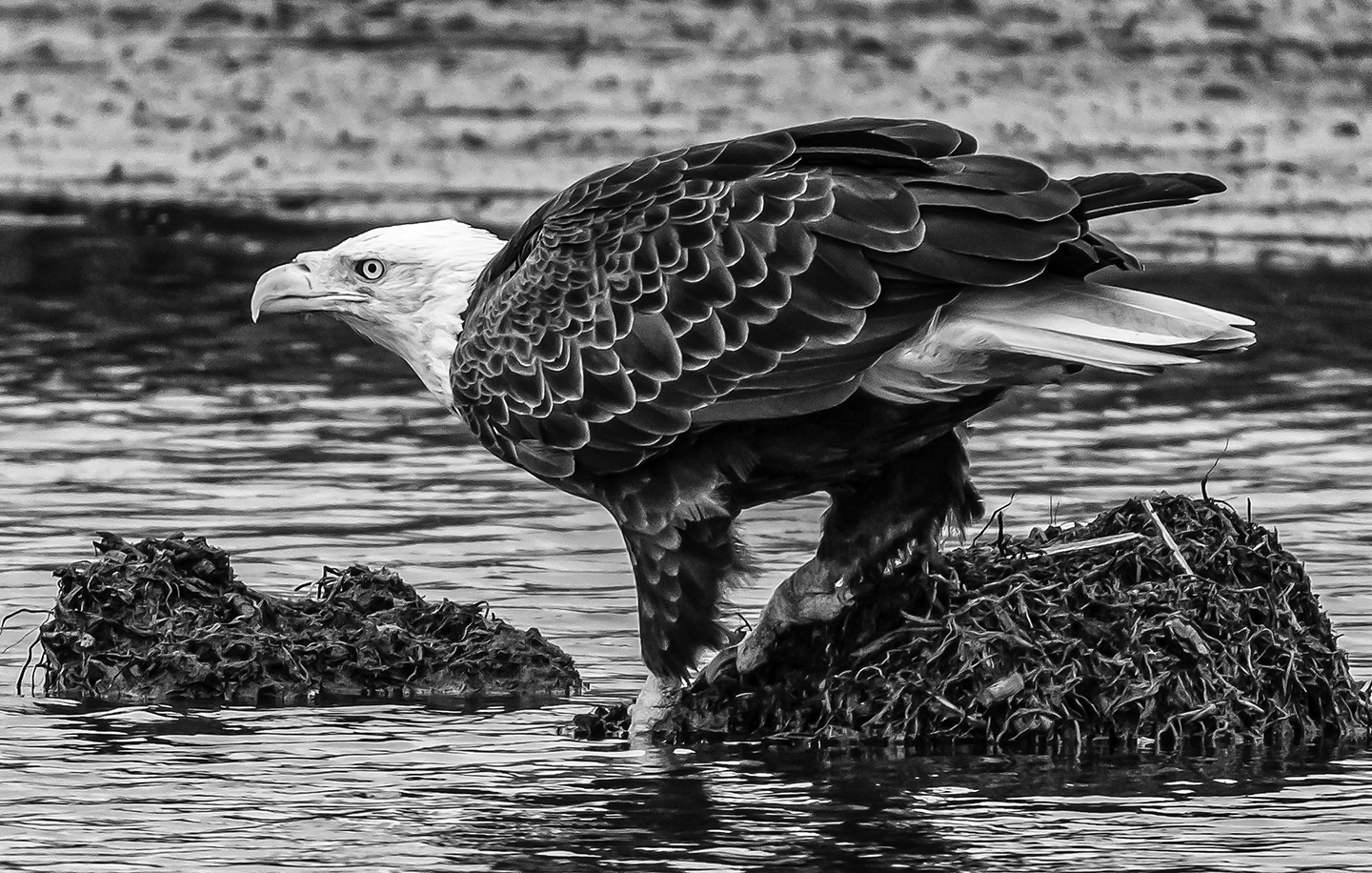 2nd PrizeOpen Mono In Class 3 By Mark Cohen For The Watering Hole OCT-2020.jpg